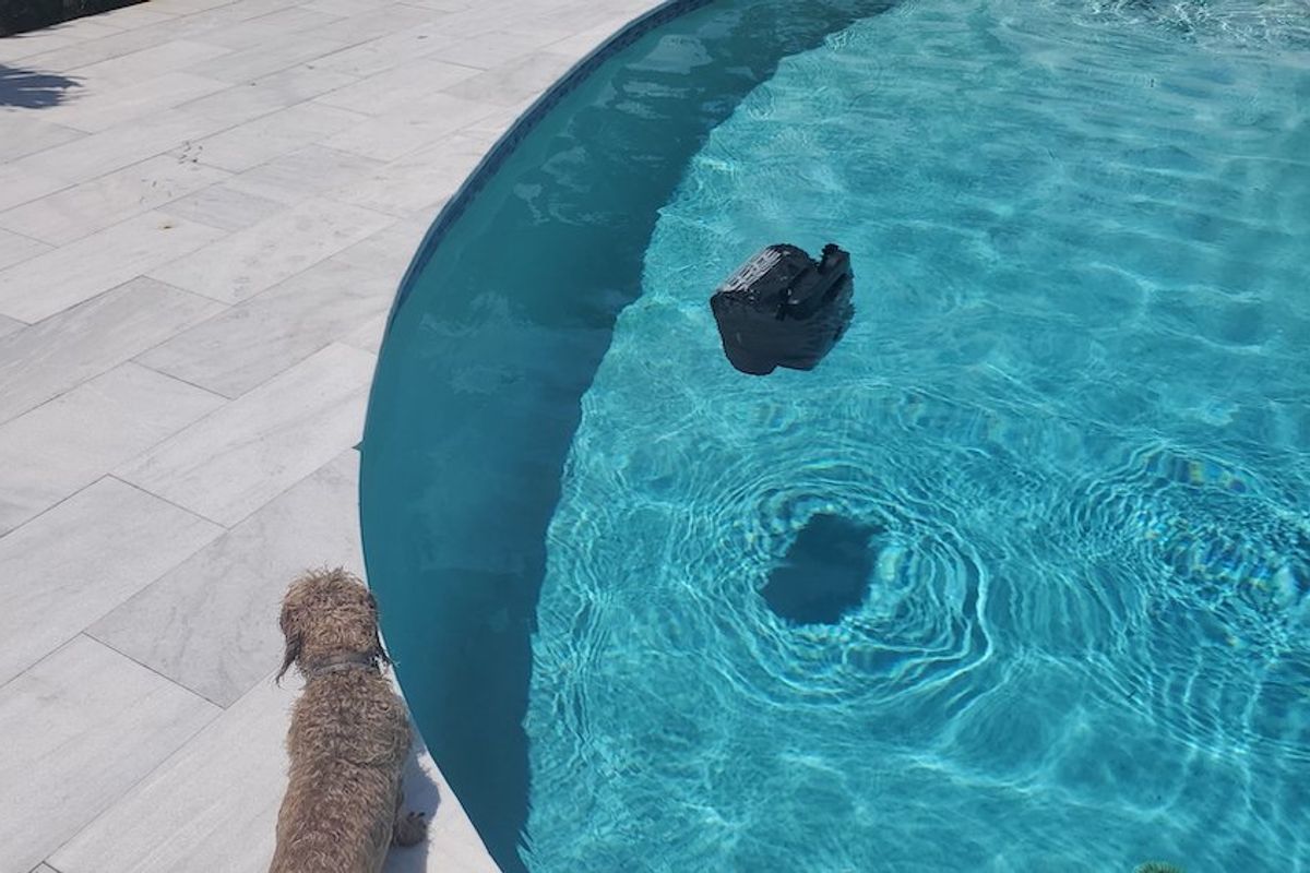 scruffy the dog watching AquaSense 2 Ultra pool cleaner clean the pool floor.